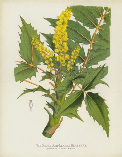El Berberis de Nepal, Berberis Nepalensis de English School